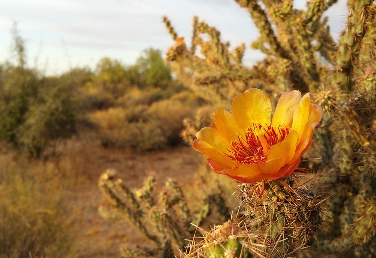 Chúa Nhật III Mùa Vọng – Năm A